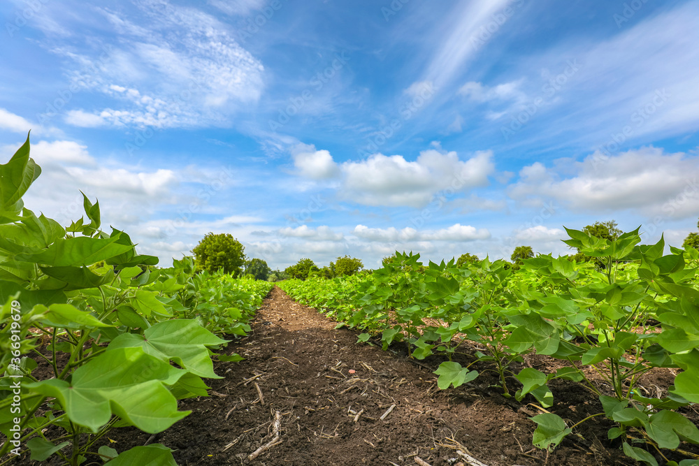 Wall mural Row of growing green Cotton field in India.