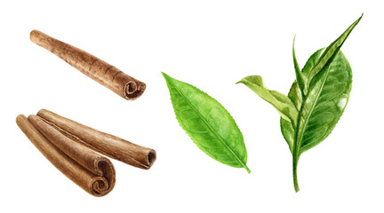 Cinnamon sticks and tea leaves watercolor illustration isolated on white background