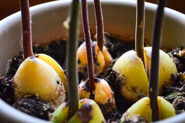 Close-up sprouts of avocado tree. Grow avocados from the seeds at home. Home plants.