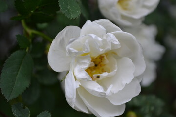 white rose flower