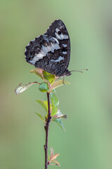 a big butterfly Limenitis populi on a twig in a forest glade on a summer morning