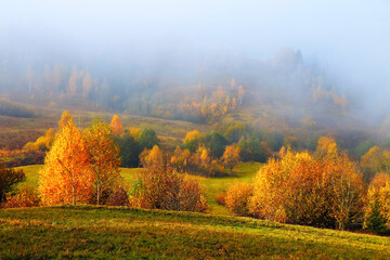 Naklejka premium Amazing autumn landscape. Thick fog covered the valley, forest. Birch with orange leaves and golden grass. Location place Carpathian national park, Ukraine, Europe.