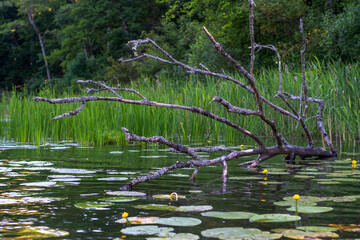 Nature reserve, masurian province, Poland.
