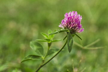 Macro photo nature field blooming red clover flower. Clover bloom with green background.