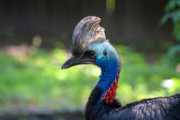 Close Up cassowary, on a green background
