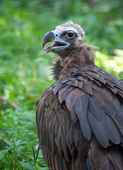 Cinereous vulture, close up of a vulture