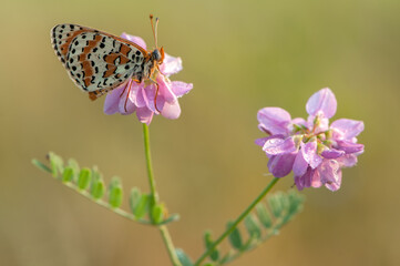 Beautiful and elegant butterfly Melitaea on the flower awaits dawn early in the morning