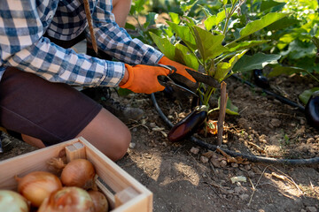 Young woman collecting aubergines in the vegetable garden