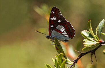 Mediterranean Honeysuckle Butterfly / Limenitis reducta on plant