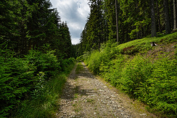 Forststrasse im Wald