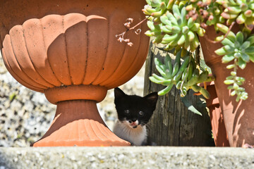 A frightened cat cub hides behind a plant pot in the street of an old village.