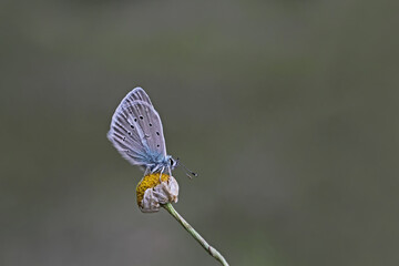 Multi-eyed Iikarmon butterfly / Polyommatus iphicarmon