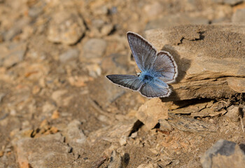 Multi-eyed Iikarmon butterfly / Polyommatus iphicarmon