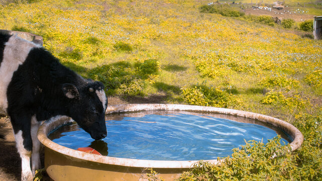 cow drinking water in the field
