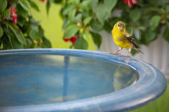 blue birdbath with tiny bird. Yellow songbird 