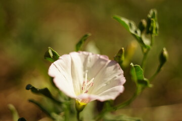 macro birch bindweed plant, fresh delicate flower grow in the sunny garden