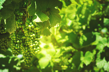 Close-up white grape vines. Summer background