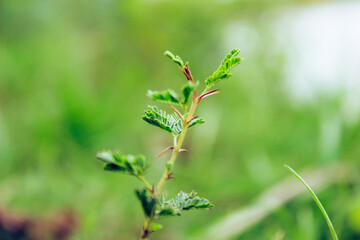 close up of a green plant