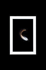 Beautiful feather isolated on black background in a white wooden frame. Minimal creative concept.