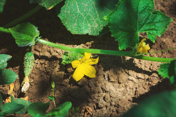 Young plant cucumber with yellow flowers on ground. Summer food concept