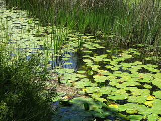 nenúfar, naturaleza, rió, verde, agua, reflejo, sol, verano,charcas, bosque, paisaje
