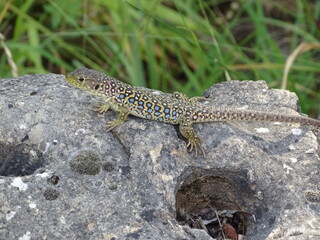 lagartija, naturaleza, salvaje, animal, roca, reptil