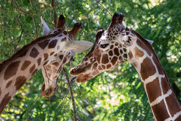 two girafes eating from a tree