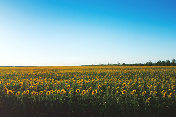 Blooming yellow sunflowers field. Summer background