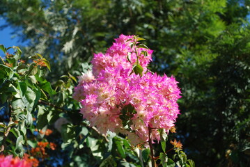 purple lilac flowers