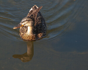 young female mallard duck swims along river with reflection 