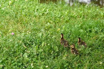 Small ducklings outdoor on green grass. Cute baby ducks marshing