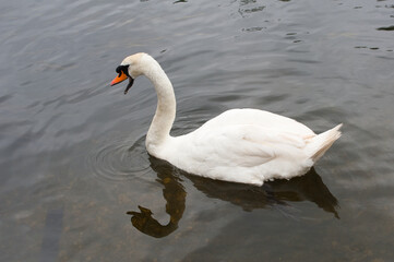 white swan on the water with reflection 