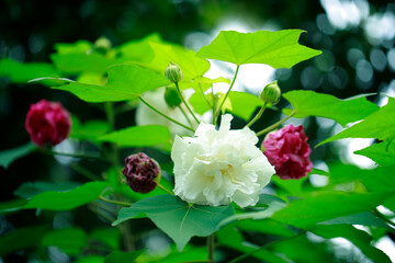 Kerala flower full hd images