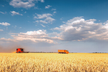 Harvesting grain in the field. Combine harvester and grain carrier.