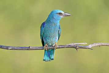 European roller (Coracias garrulus) photographed in close-up with a lizard and a large black beetle in its beak.