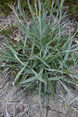 Centaurea bracteata