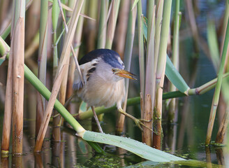 Unusual and exotic photo male little bittern hunts fish in a natural habitat