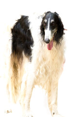 Russian greyhound - a large hunting dog breed