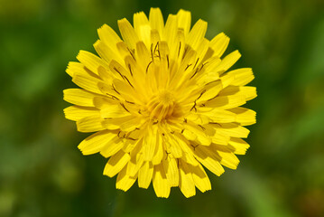 Crepis sancta