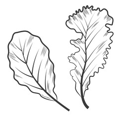 Sketch engraving style of lettuce isolated on a white, hand drawn illustration. Leaf vegetable and salad vector sketch . Mix of salad leaves.