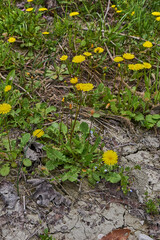 Crepis sancta