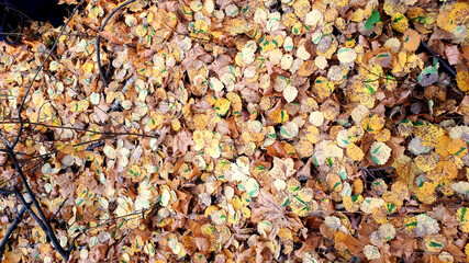 Autumn foliage pattern