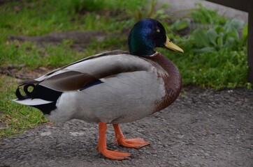 Mallard duck with green head and yellow bill