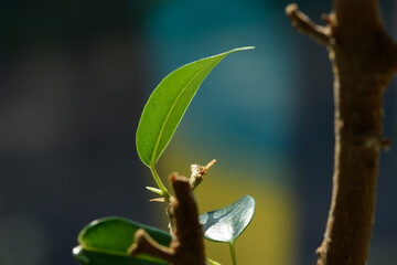 green leaf of a house plant Ficus on the windowsill