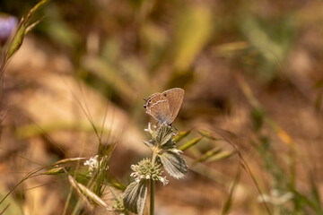 Sevbeni butterfly / Satyrium abdominalis on the plant