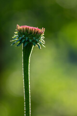 Echinacea purpurea flowering plant bud, coneflower flowers starting to bloom, purple petals