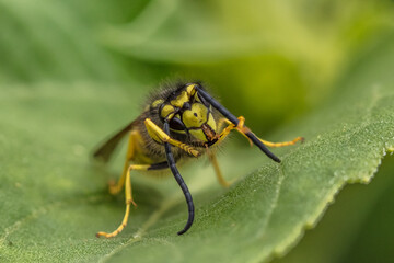 Fototapeta premium fly on leaf