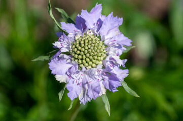 Scabiosa caucasica light blue flowerin plant, beautiful ornamental meadow flowers in bloom