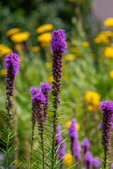 Obraz premium Liatris spicata deep purple flowering plant, group of flowers on tall stem in bloom