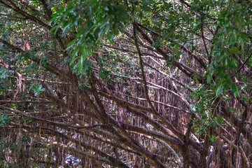 Detail of sunlight passing through Aerial roots The great Banyan tree (Ficus benghalensis)...